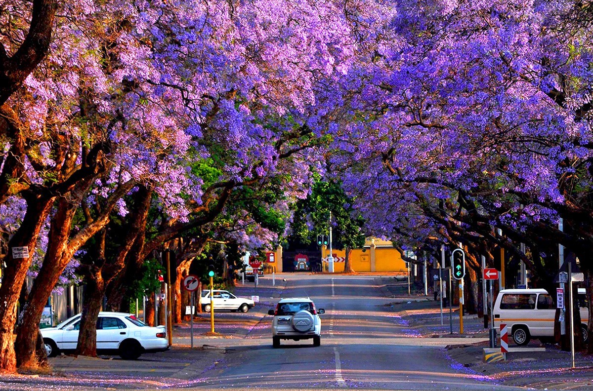 TOUR DU LỊCH NAM PHI TỪ HÀ NỘI - JOHANNESBURG -PRETORIA-CAPE TOWN -HERMANUS