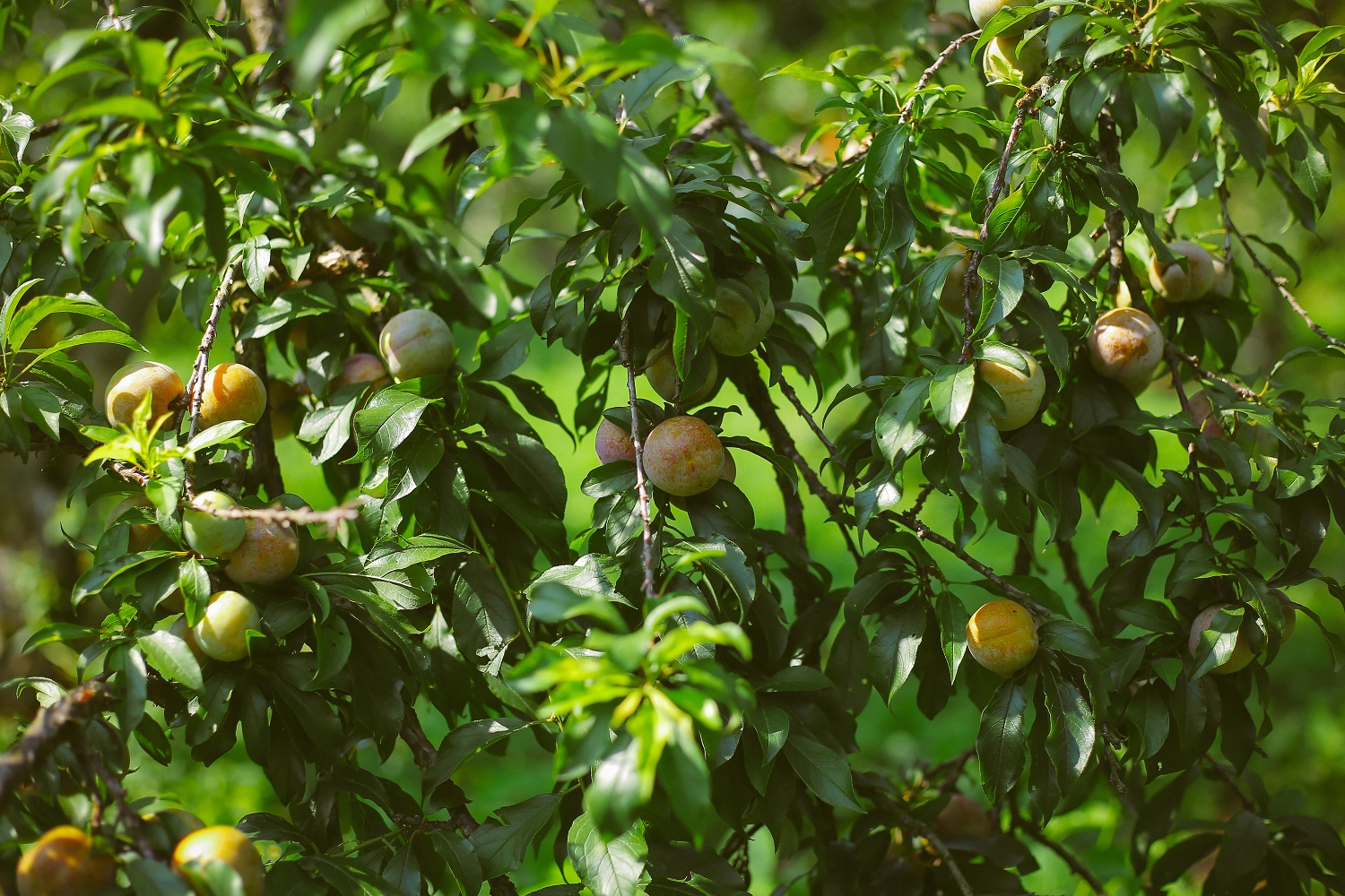 HÀ NỘI - MỘC CHÂU THĂM VƯỜN MẬN VƯỜN ĐÀO