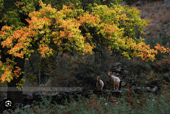 TOUR DU LỊCH PAKISTAN MÙA THU TỪ HÀ NỘI SÀI GÒN - KHI THUNG LŨNG HUNZA KHOÁC ÀO VÀNG  
